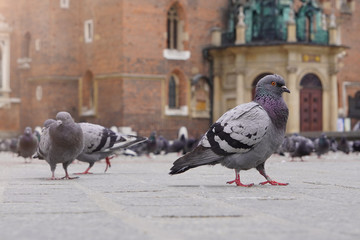 blue-gray pigeon close-up against the background of old red brick building stands on paving stone in Krakow, Poland. city birds on main square.Doves are walking on public