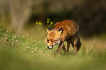 Naklejka na ściany i meble Close up of a red fox walking in green grass