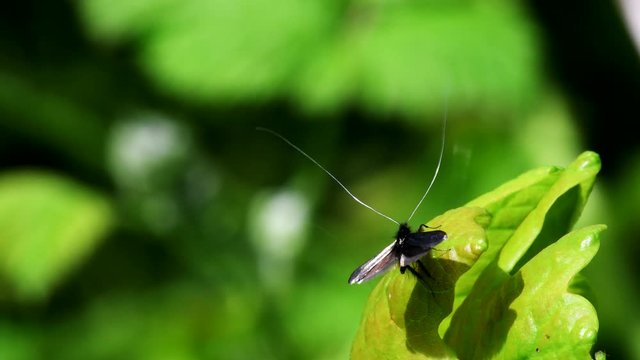 Green Longhorn Moth in dence of Love. They Latin name are Adela reaumurella.