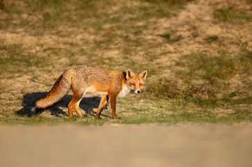 Close up of a red fox