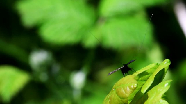 Green Longhorn Moth in dence of Love. They Latin name are Adela reaumurella.