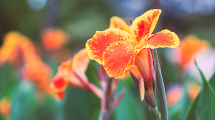 Beautiful orange Yellow canna Lily with insect fly around flowers