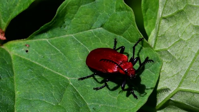 Close Up movie Red-headed Cardinal Beetle on a leaf. His Latin name is Pyrochroa serraticornis.