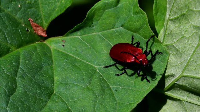 Close Up movie Red-headed Cardinal Beetle on a leaf. His Latin name is Pyrochroa serraticornis.