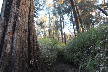 The Beautiful Nature Landscape in Inonesia Country