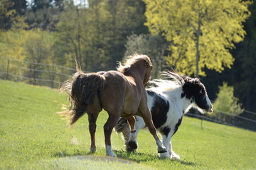 Bunte Pferdeherde auf der Fr&uuml;hlingsweide