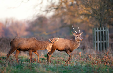 Obraz na płótnie Canvas Two young Red deer challenging each other for a fight