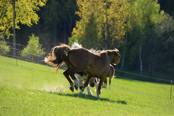 Bunte Pferdeherde auf der Frühlingsweide