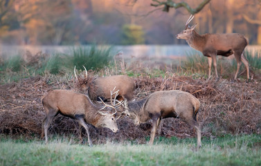 Group of red deer stags in the grass field during rutting season