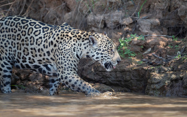Fototapeta na wymiar Jaguar on a river bank in natural habitat