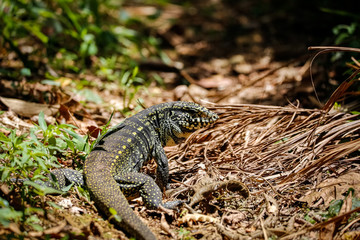Black and white tegu in sunlight on the ground, Itatiaia, Rio de Janeiro, Brazil
