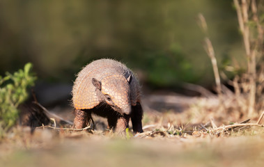 Close up of a Six-banded armadillo in the field