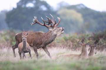 Red deer stag calling near hinds during rutting season