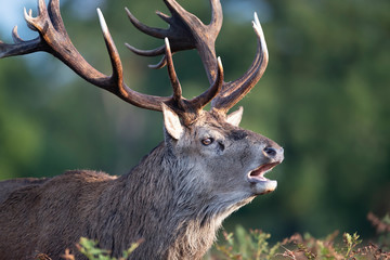 Red deer male calling during rutting season in autumn