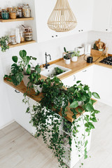 A lot of Houseplants on kitchen table.