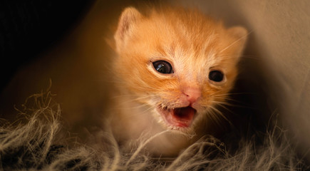 little kitten © Natalia