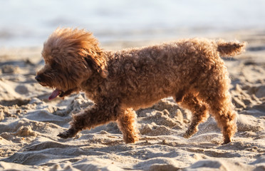 A dog walks in the sand.