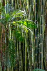 Bamboo forest and palm tree leaves in sunlight, Itatiaia, Rio de Janeiro, Brazil