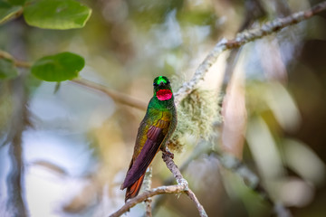 Front view of a Brazilian Ruby perched on a branch against defocused background, Itatiaia, Rio de Janeiro, Brazil