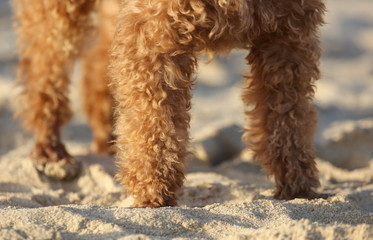 A dog walks in the sand.