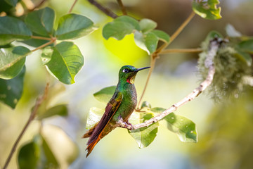 Side view of a Brazilian Ruby perched on a branch against defocused background, Itatiaia, Rio de Janeiro, Brazil