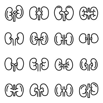 Kidney icons set. Outline set of kidney vector icons for web design isolated on white background