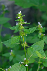 Gemeiner Hohlzahn (Galeopsis tetrahit)	