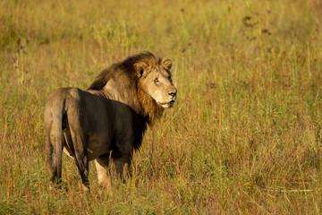 Fototapeta premium Male Lion with his big mane in the African Savanna