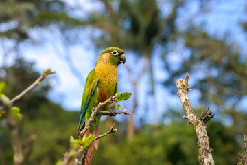 Close up of a Maroon-bellied parakeet perched on a tree branch against defocused natural background, Itatiaia, Rio de Janeiro, Brazil