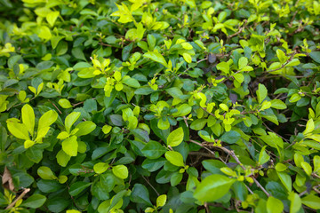 Green leaves on a plant in nature.