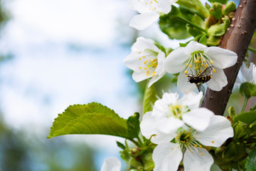 bee pollinates white flowers of cherry on flowering tree in spring, colorful background with image of insects and vegetation, copy text