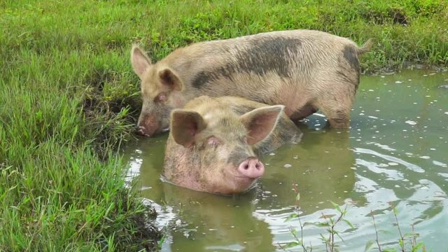 A large pig is resting in a dirty puddle on a farm in a village. Funny animals concept