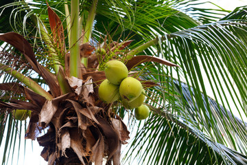 Fototapeta premium Large green branches on coconut trees