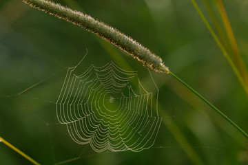 Spinnennetz auf einer Wiese am Morgen