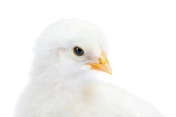 Little white chicken isolated on a white background.