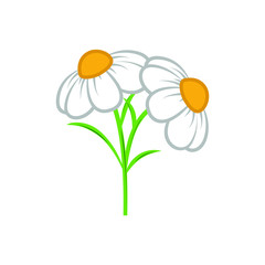 Daisy flower. cartoon style. background, vector, illustration