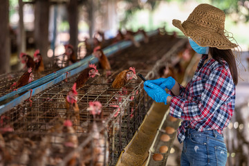 Asian farmers wear gloves and a mask sale live chicken eggs online at the chicken egg farm during...