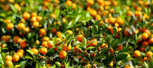 Fototapeta premium Ripe tangerines on the branches of a tree
