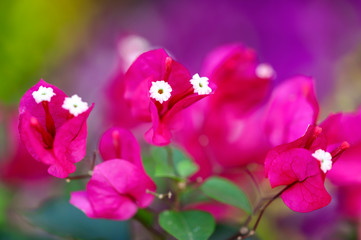 Beautiful pink flowers on the nature