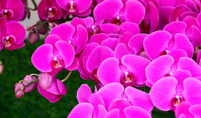 Fototapeta na wymiar Beautiful pink flowers on the nature