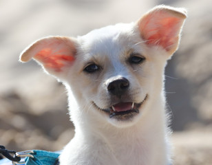 Portrait of a dog in the park.