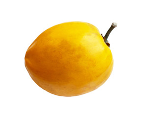 Ambarella isolated on a white background.