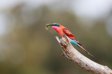 Southern carmine bee eater with a grasshopper is sitting on a branch in Kruger National Park in...