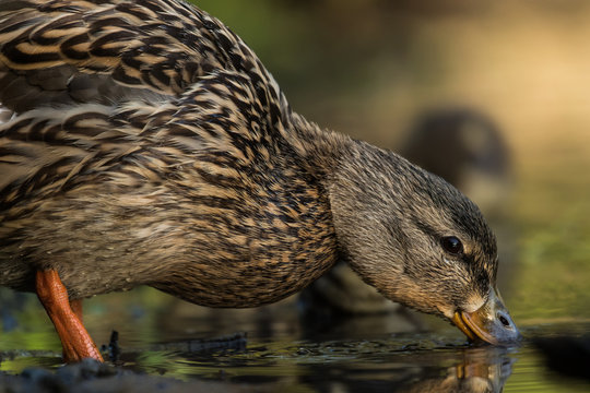 Stockente (Anas platyrhynchos) close up 