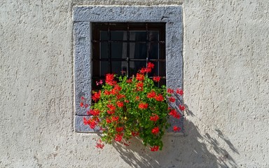 Fototapeta na wymiar Red Flowers at Window