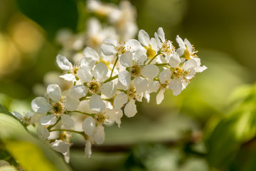 Flowers that are white and yellow on a green blurry background