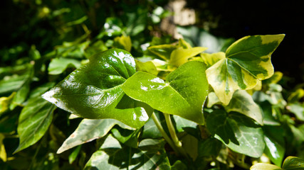 fresh spring leaves and branches in sunlight