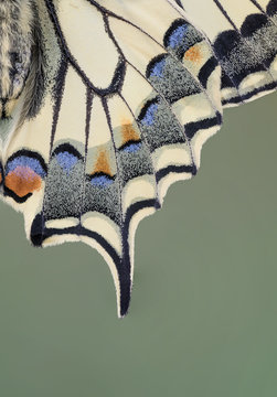 Closeup of the wings of Old World Swallowtail (Papilio machaon)