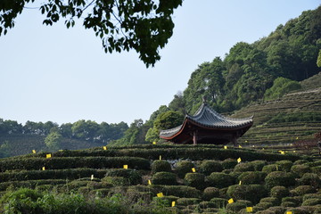 Chinese temple in green tea fields, blue sky, early summer