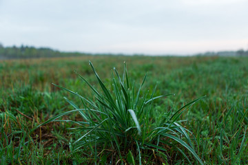 Water drops on the green grass. Green wet grass with dew. Close up of fresh grass with water drops in the early morning